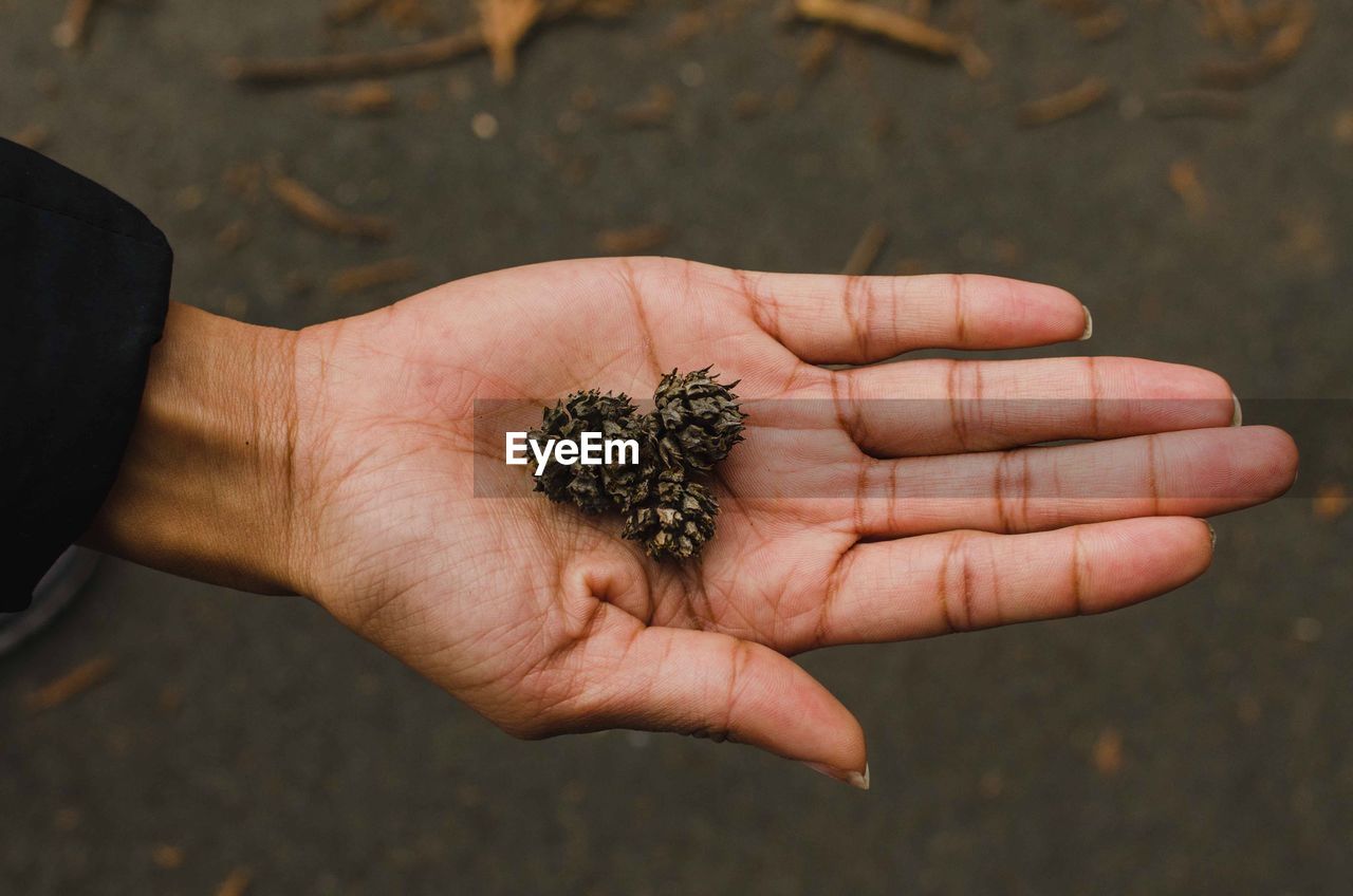 Close-up of woman hand holding dry plants on road