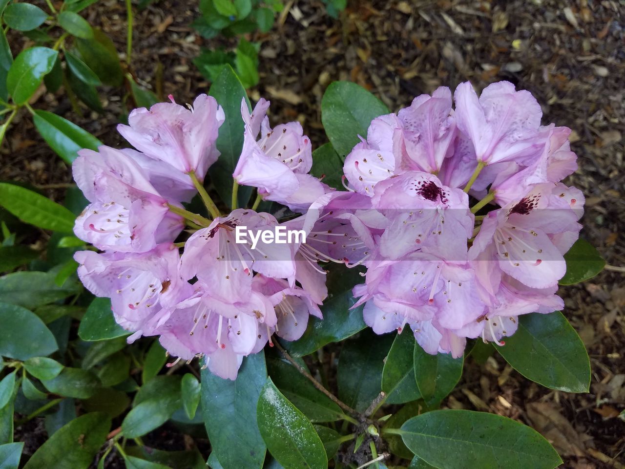 CLOSE-UP OF PURPLE FLOWERS