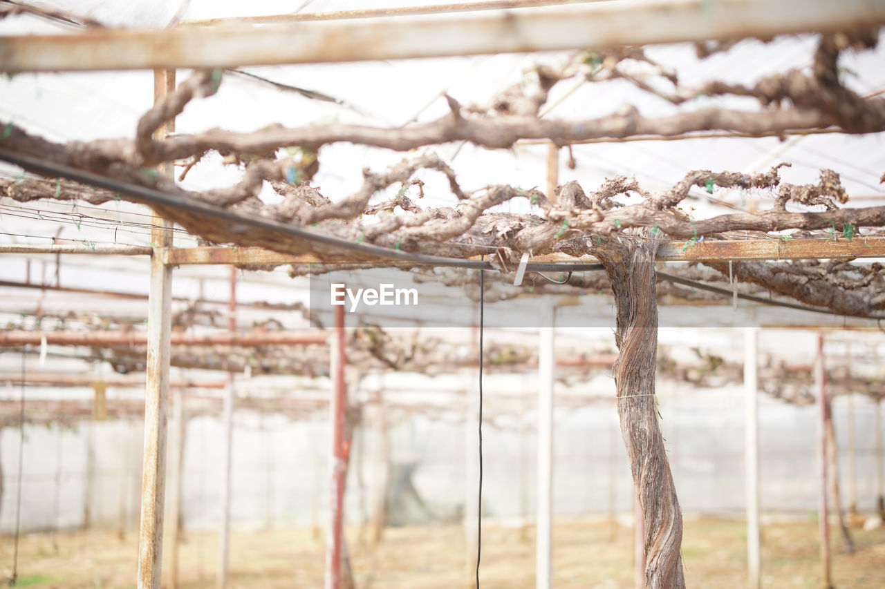 CLOSE-UP OF FROZEN PLANT ON TREE