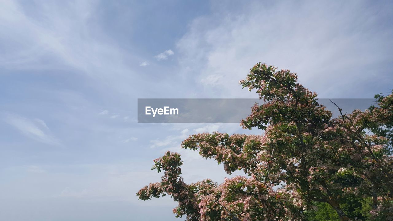 LOW ANGLE VIEW OF PLANT AGAINST SKY