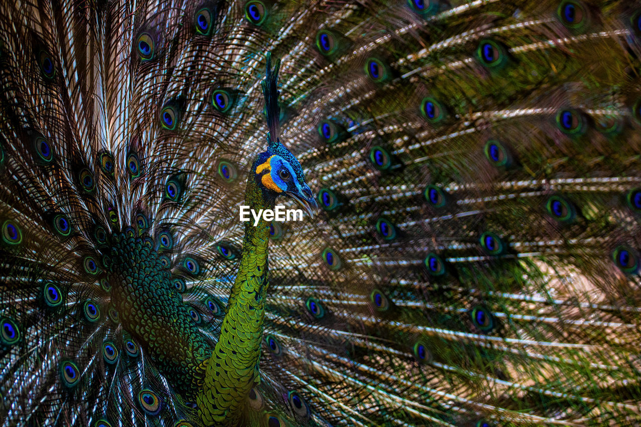 FULL FRAME SHOT OF PEACOCK WITH FEATHERS