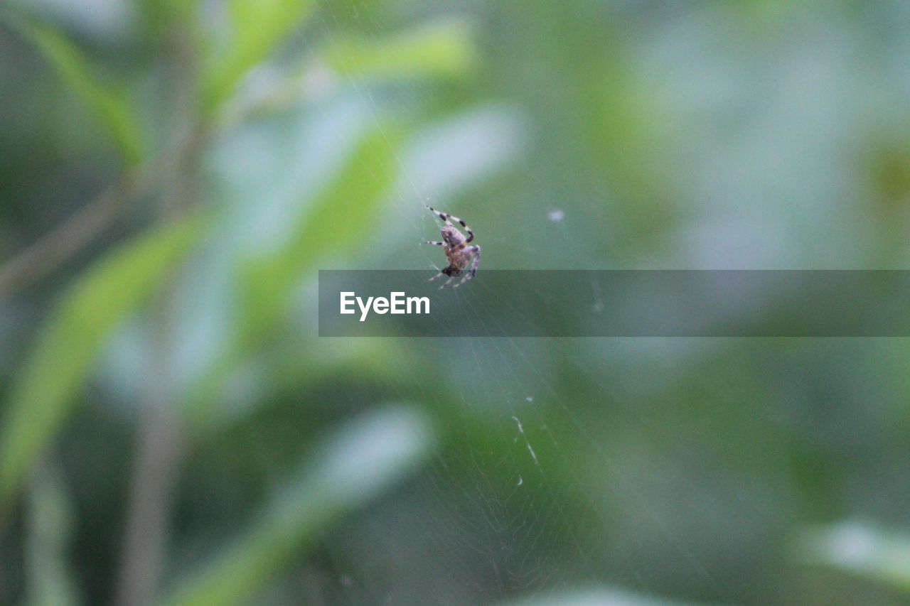 CLOSE-UP OF SPIDER IN WEB