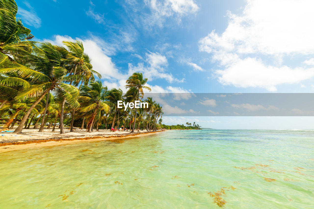 SCENIC VIEW OF PALM TREES ON BEACH AGAINST SKY