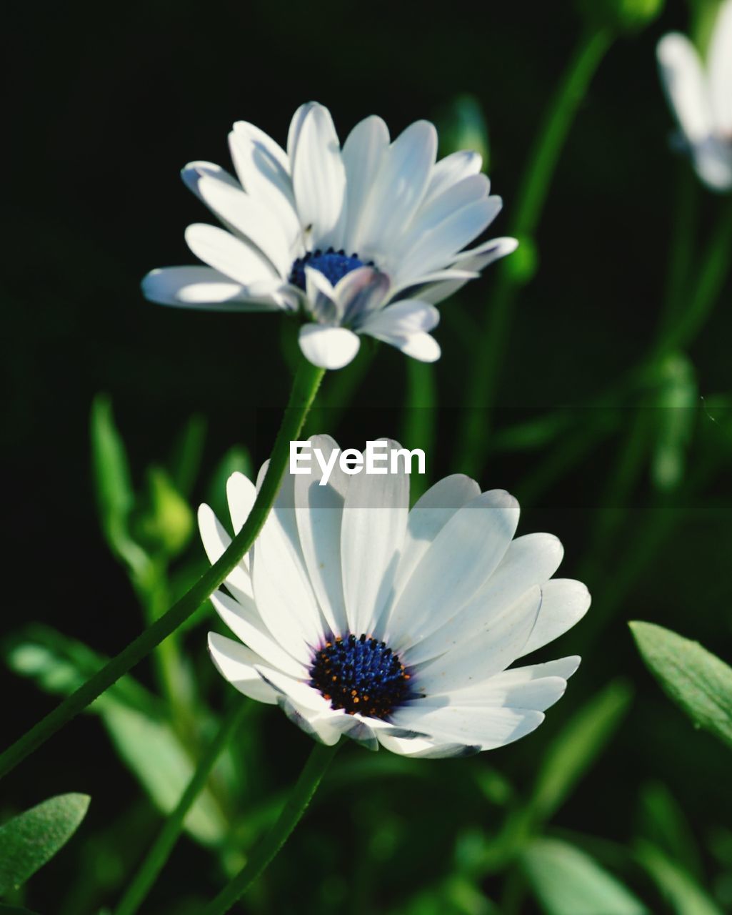 Close-up of white flower blooming outdoors