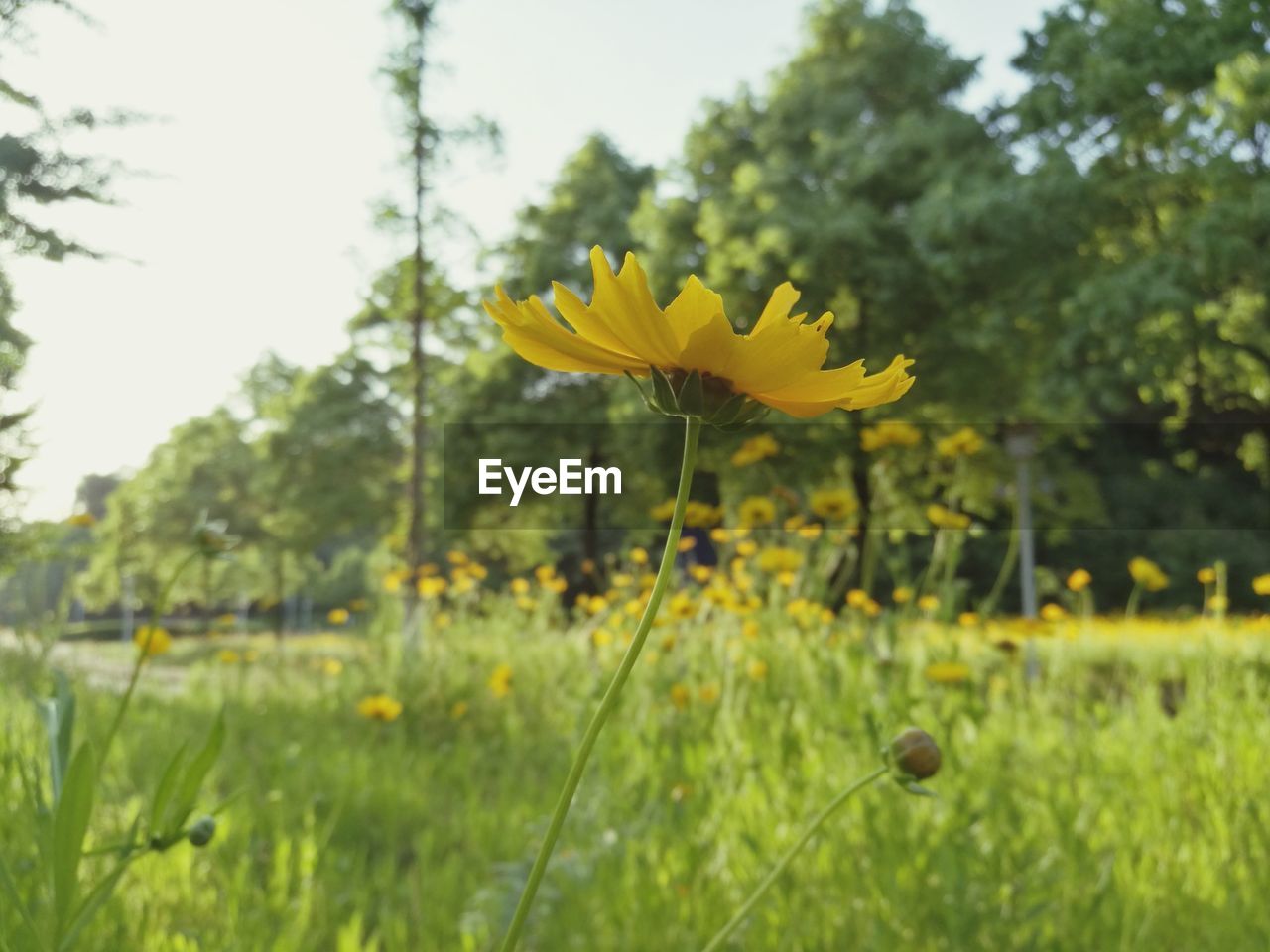 CLOSE-UP OF YELLOW FLOWER BLOOMING IN FIELD