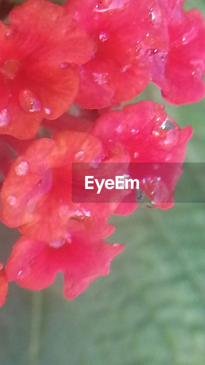 CLOSE-UP OF PINK FLOWERS BLOOMING IN POND