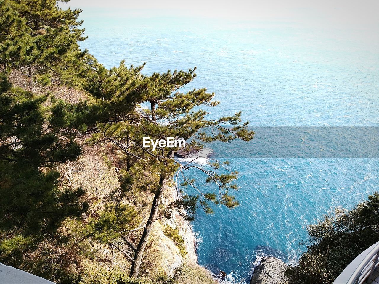 HIGH ANGLE VIEW OF TREE AGAINST SEA