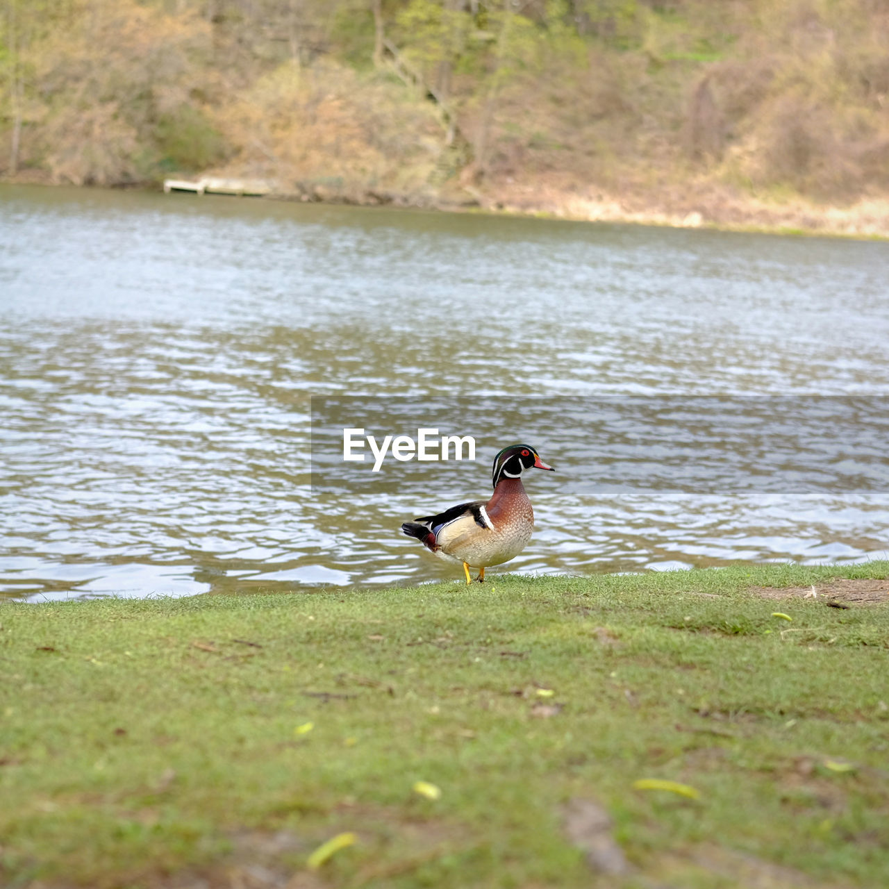 VIEW OF BIRD IN LAKE