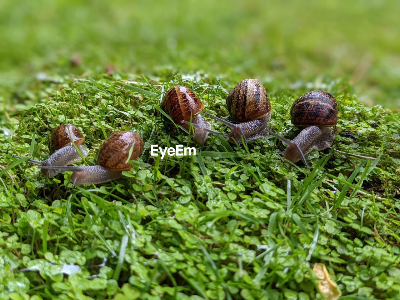 CLOSE-UP OF MUSHROOMS ON FIELD