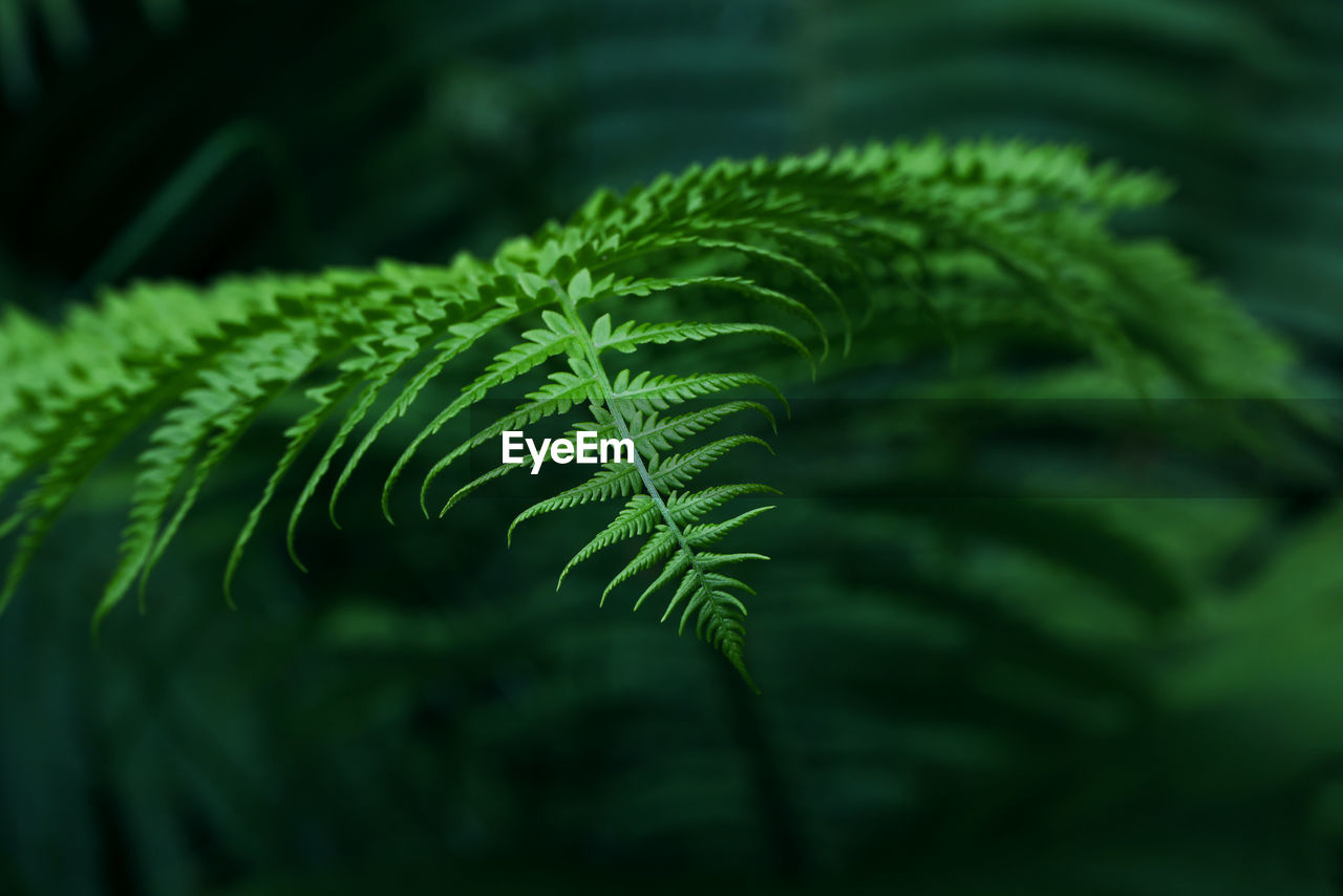 Close up background of fresh spring green fern leaves, low angle view