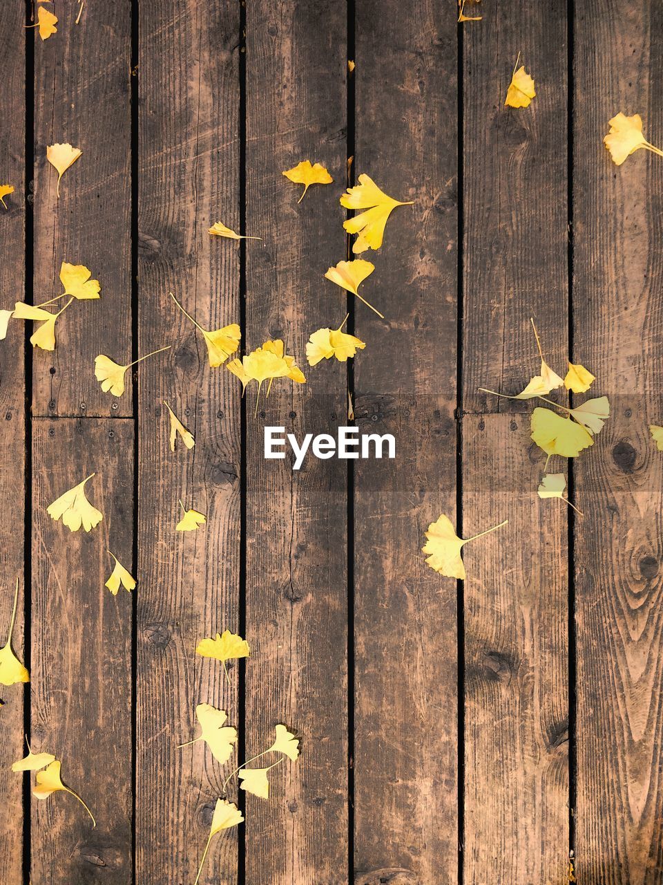 High angle view of yellow flowering plant on wooden table