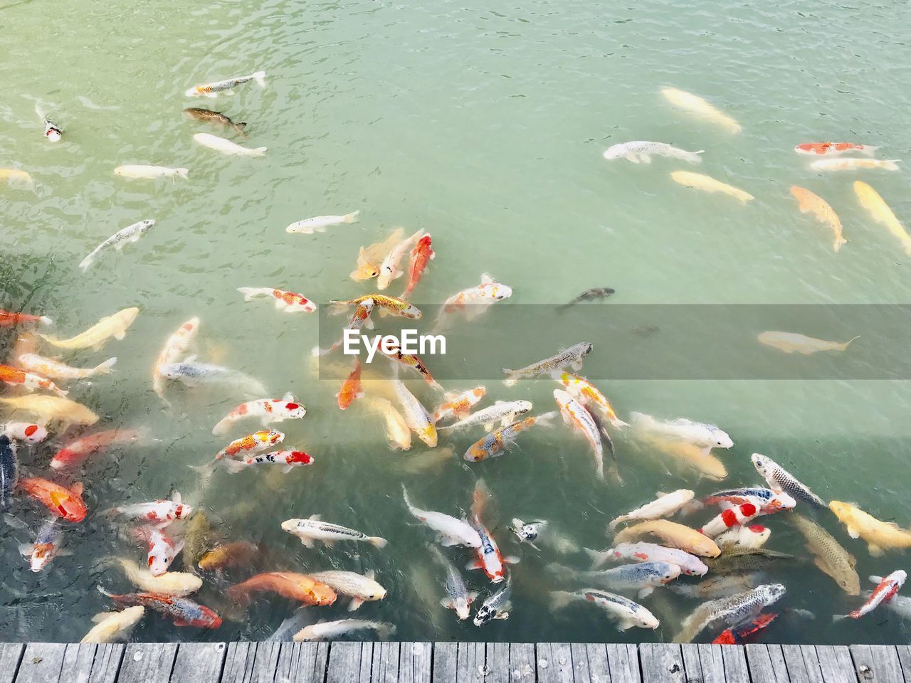 High angle view of koi carps swimming in lake