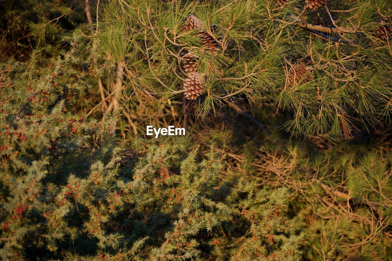 HIGH ANGLE VIEW OF DEAD PLANTS