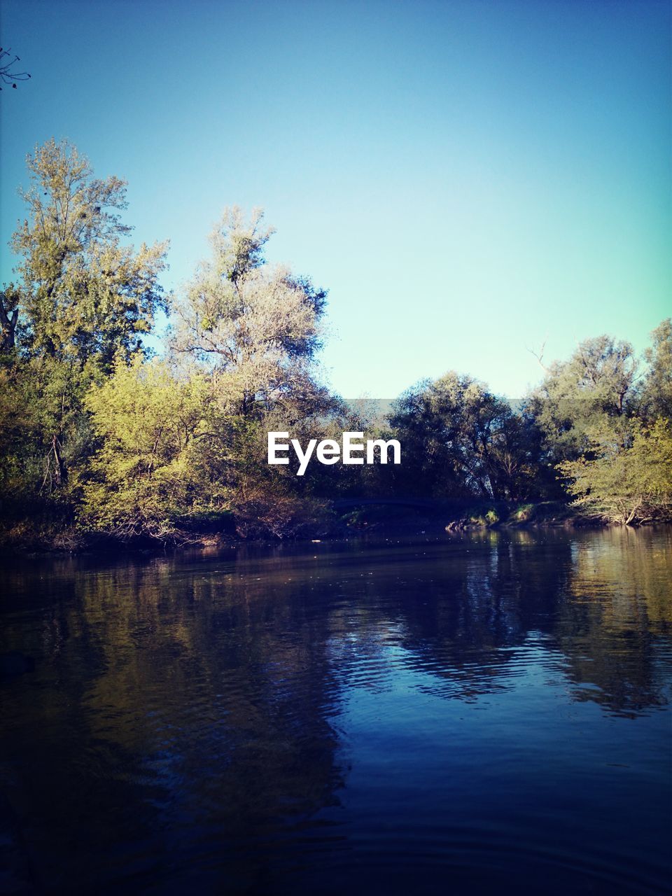 Lake by trees in forest against clear blue sky