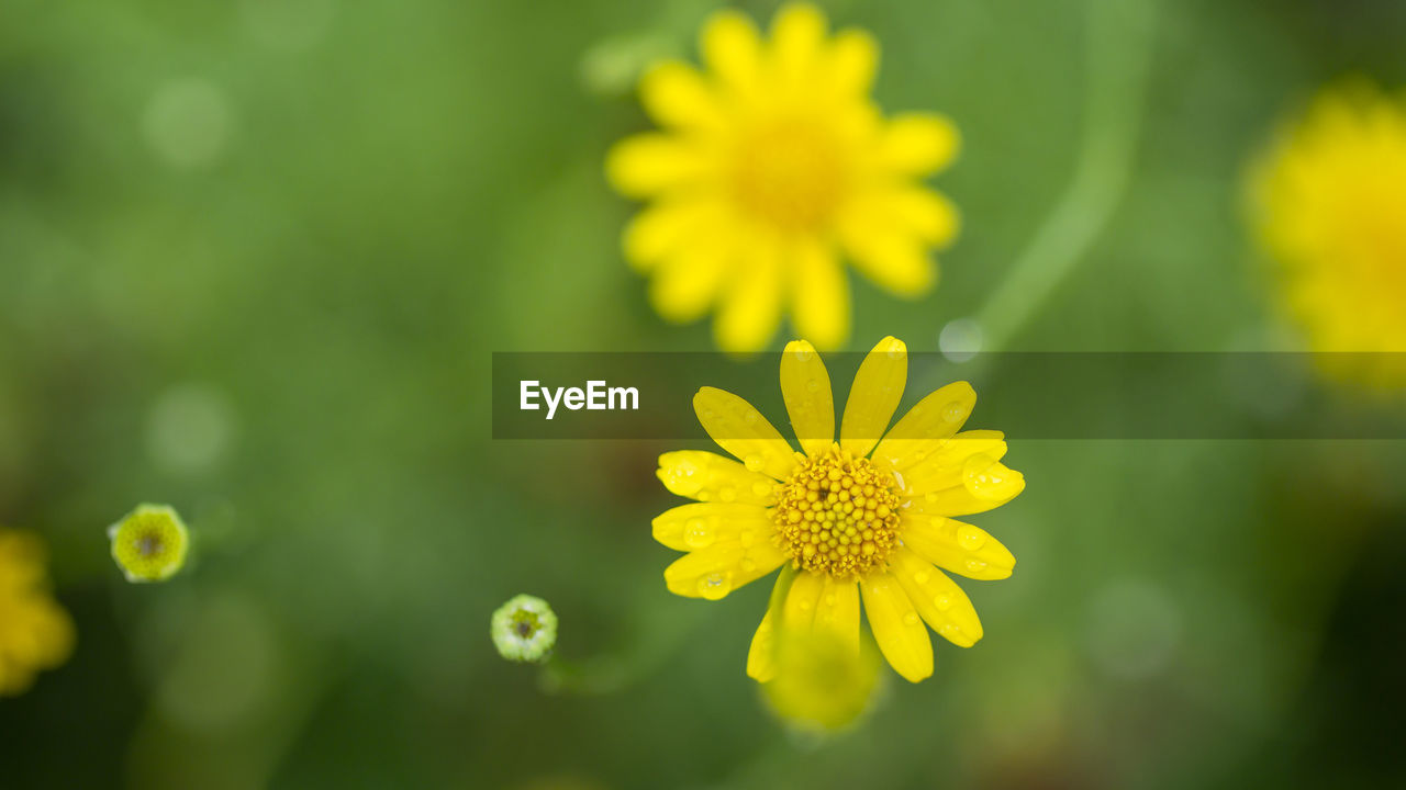 Yellow flower on green background in a garden