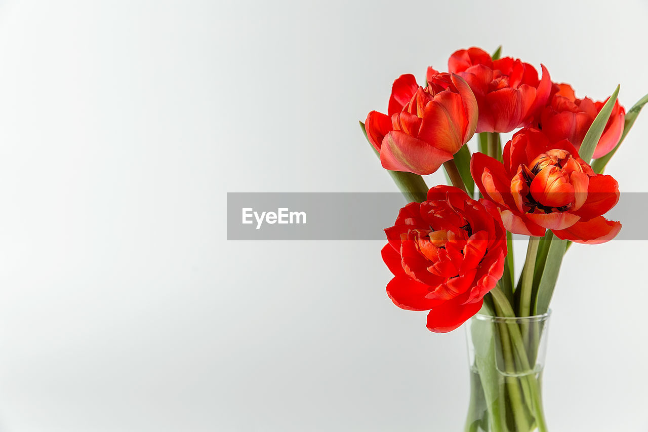 Close-up of red rose flower vase against white background