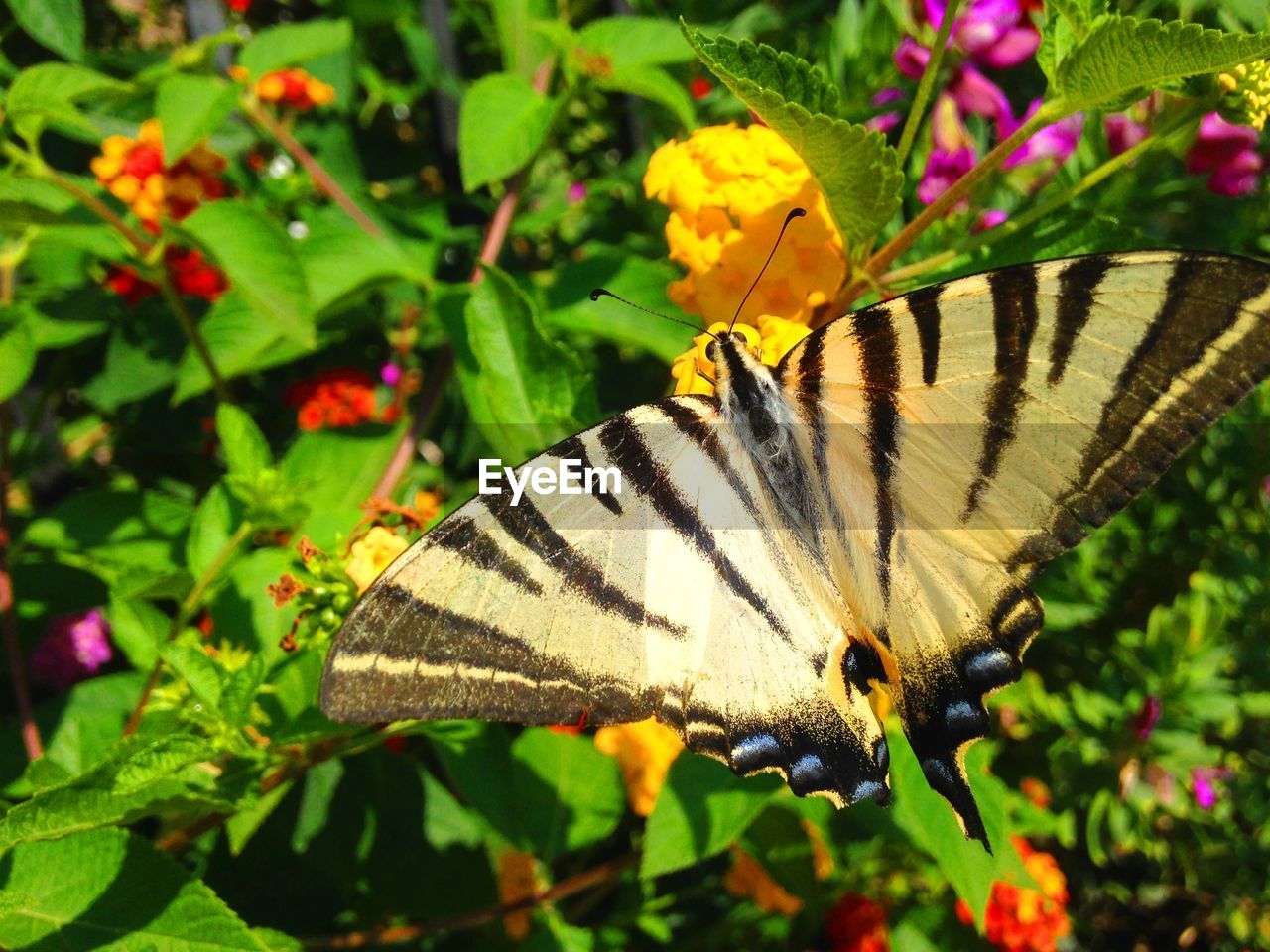 BUTTERFLY POLLINATING ON FLOWER