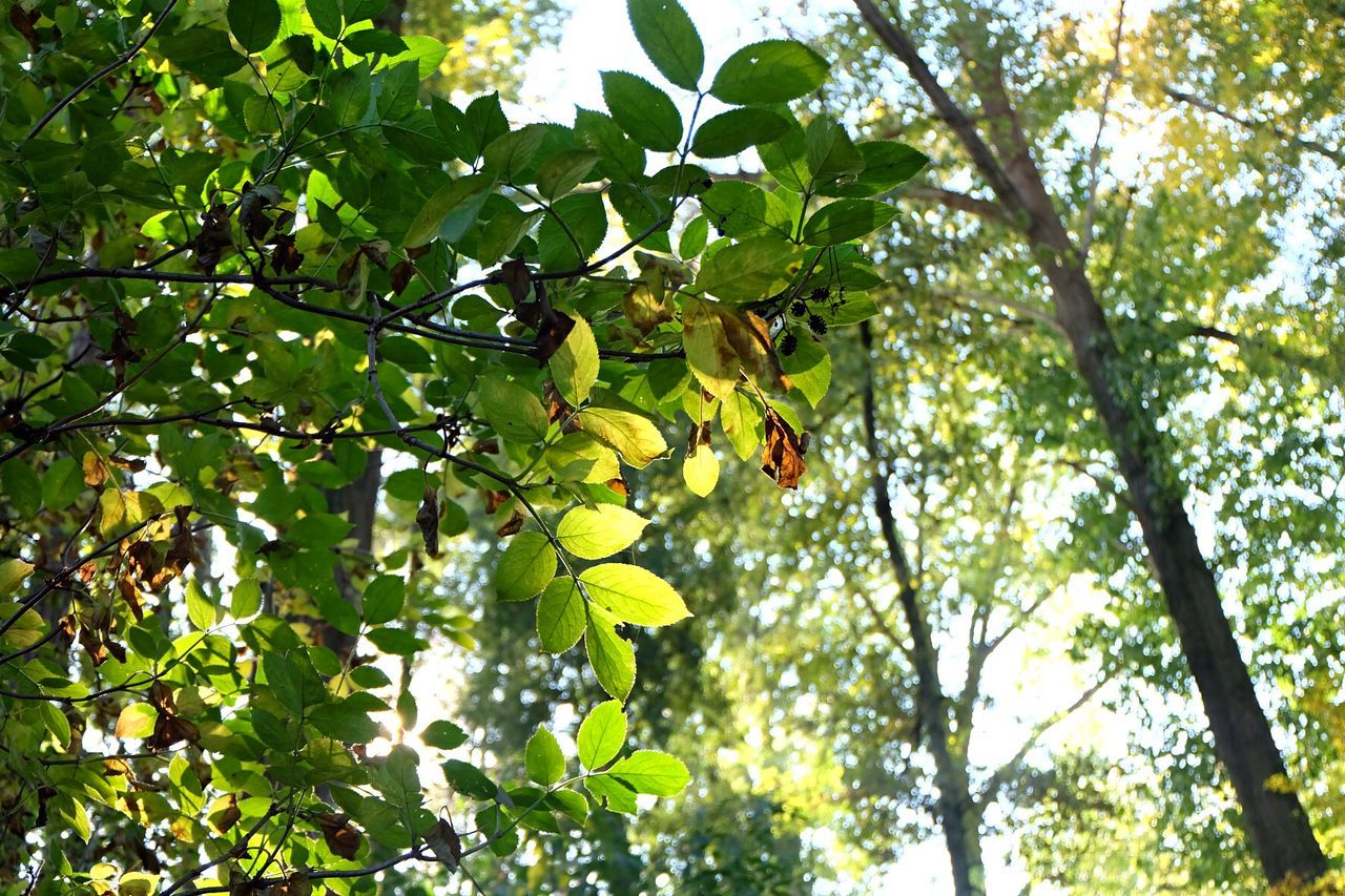 Leaves growing on branches