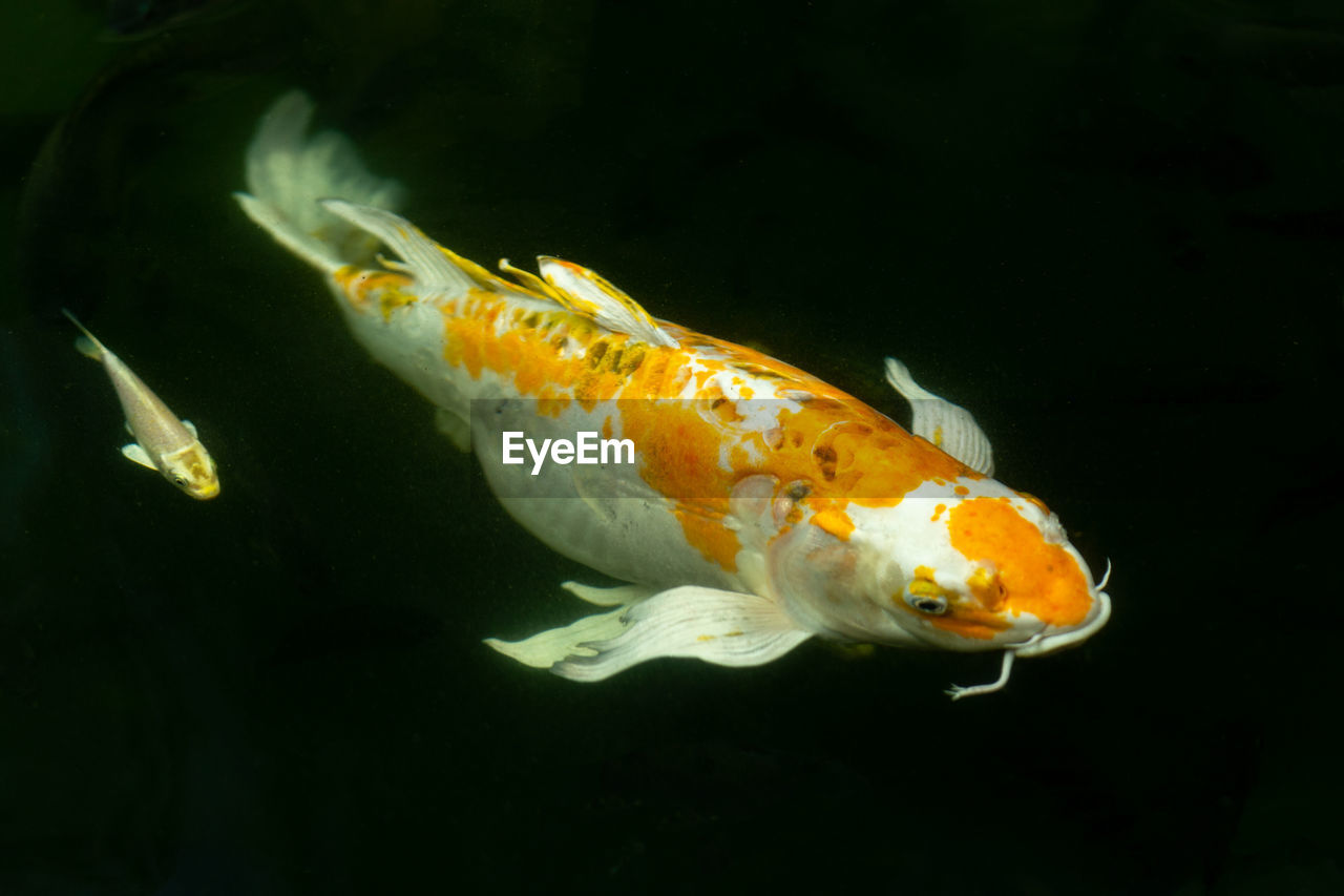 CLOSE-UP OF FISH UNDERWATER