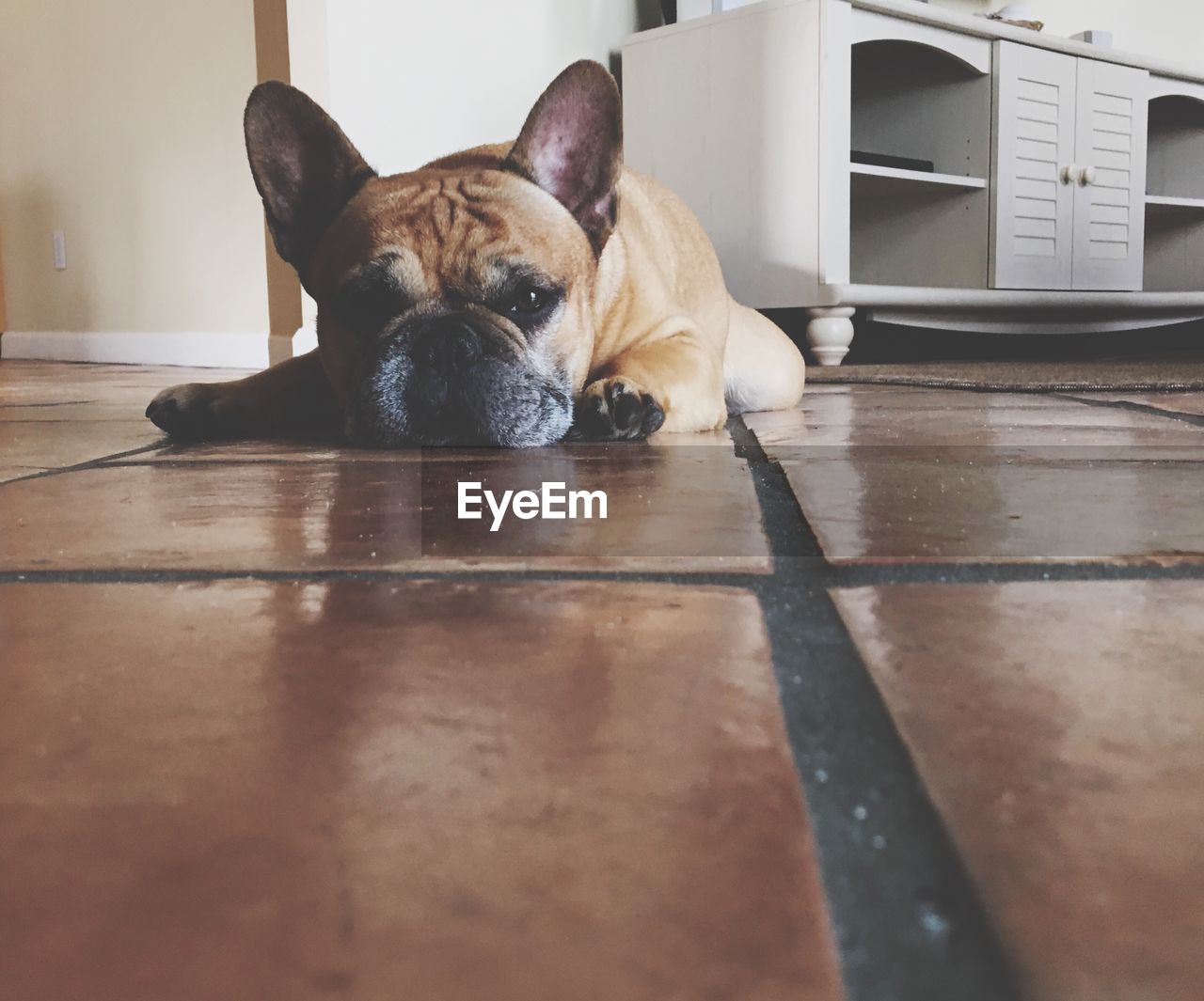 Close-up of dog relaxing on hardwood floor