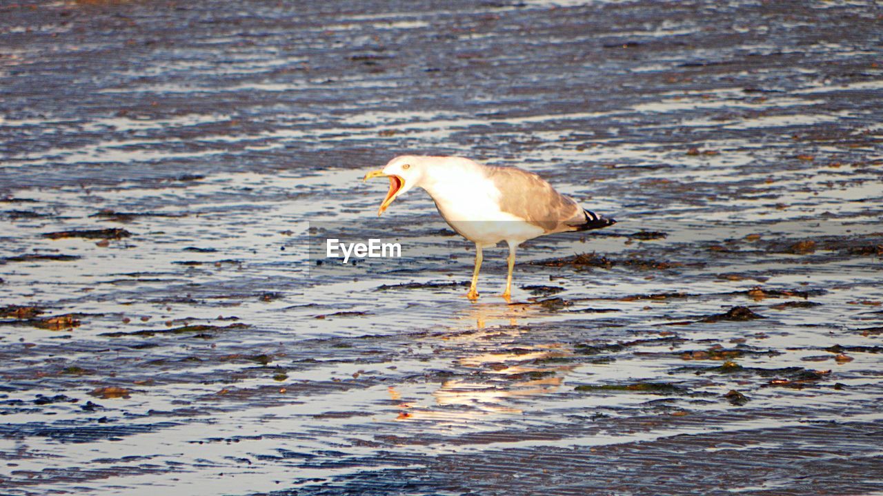 SEAGULL ON LAKE