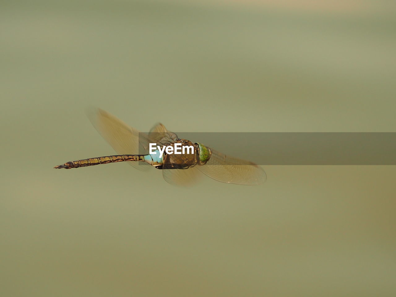 Close-up of dragonfly flying outdoors