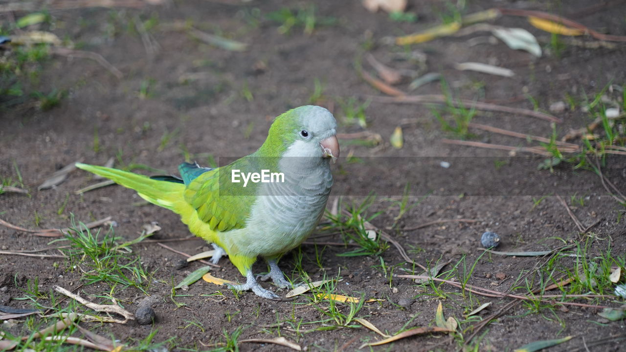 animal themes, animal, parakeet, pet, bird, parrot, animal wildlife, green, one animal, wildlife, beak, nature, social issues, no people, land, full length, environment, outdoors, feather