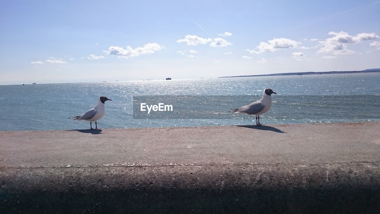 Seagull in calm water