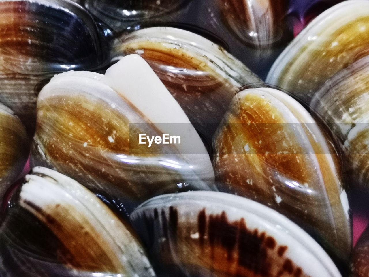 HIGH ANGLE VIEW OF FISH IN CONTAINER