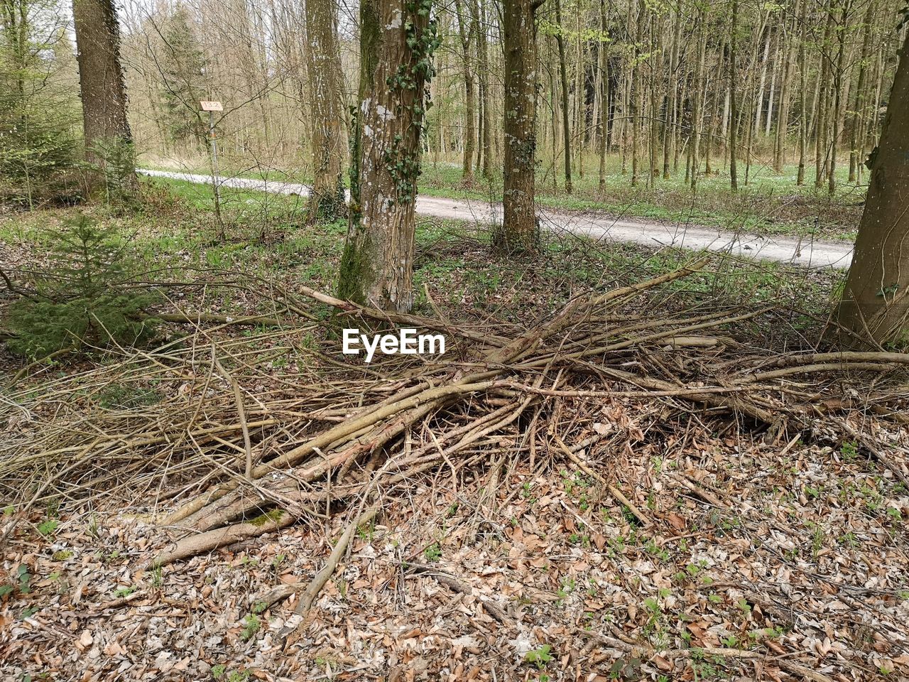 TREES GROWING IN FOREST