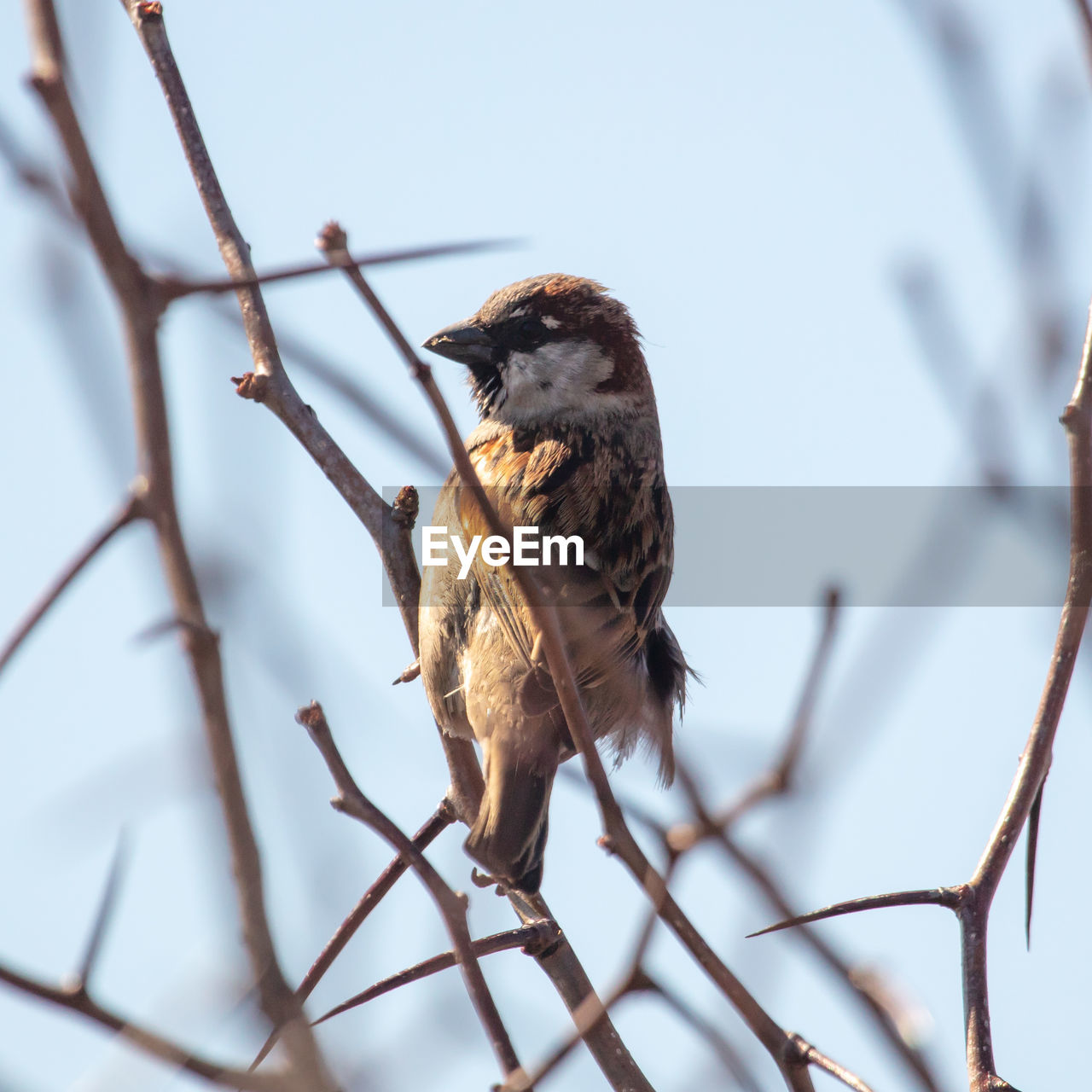 Low angle view of bird perching on branch
