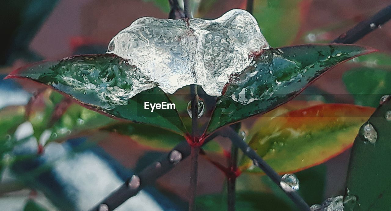 CLOSE-UP OF RAINDROPS ON LEAVES DURING RAINY SEASON