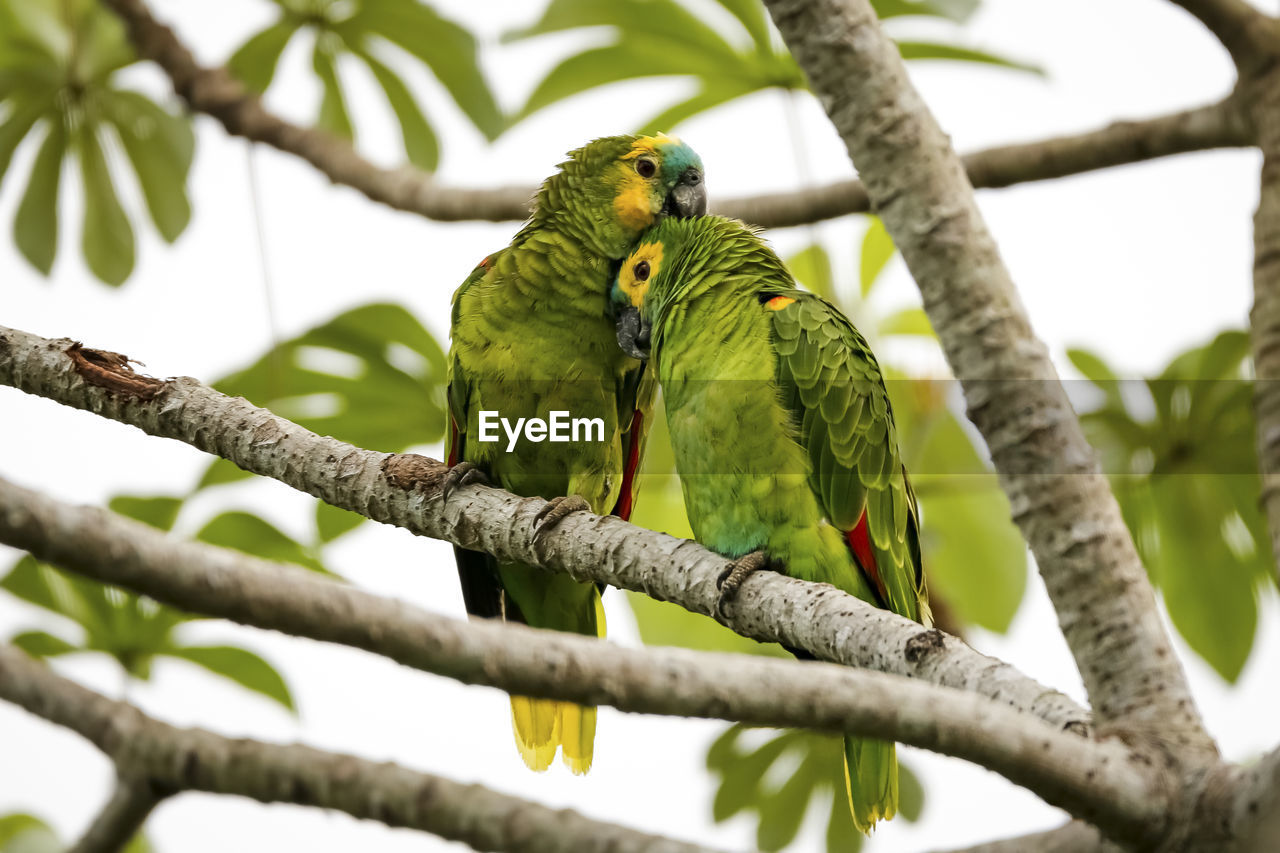 low angle view of parrot perching on branch