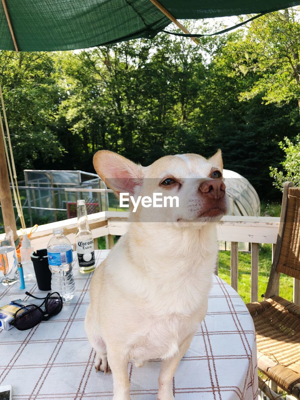 PORTRAIT OF DOG SITTING ON TABLE BY CHAIRS