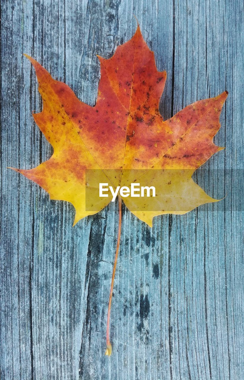 DIRECTLY ABOVE SHOT OF MAPLE LEAF ON TABLE