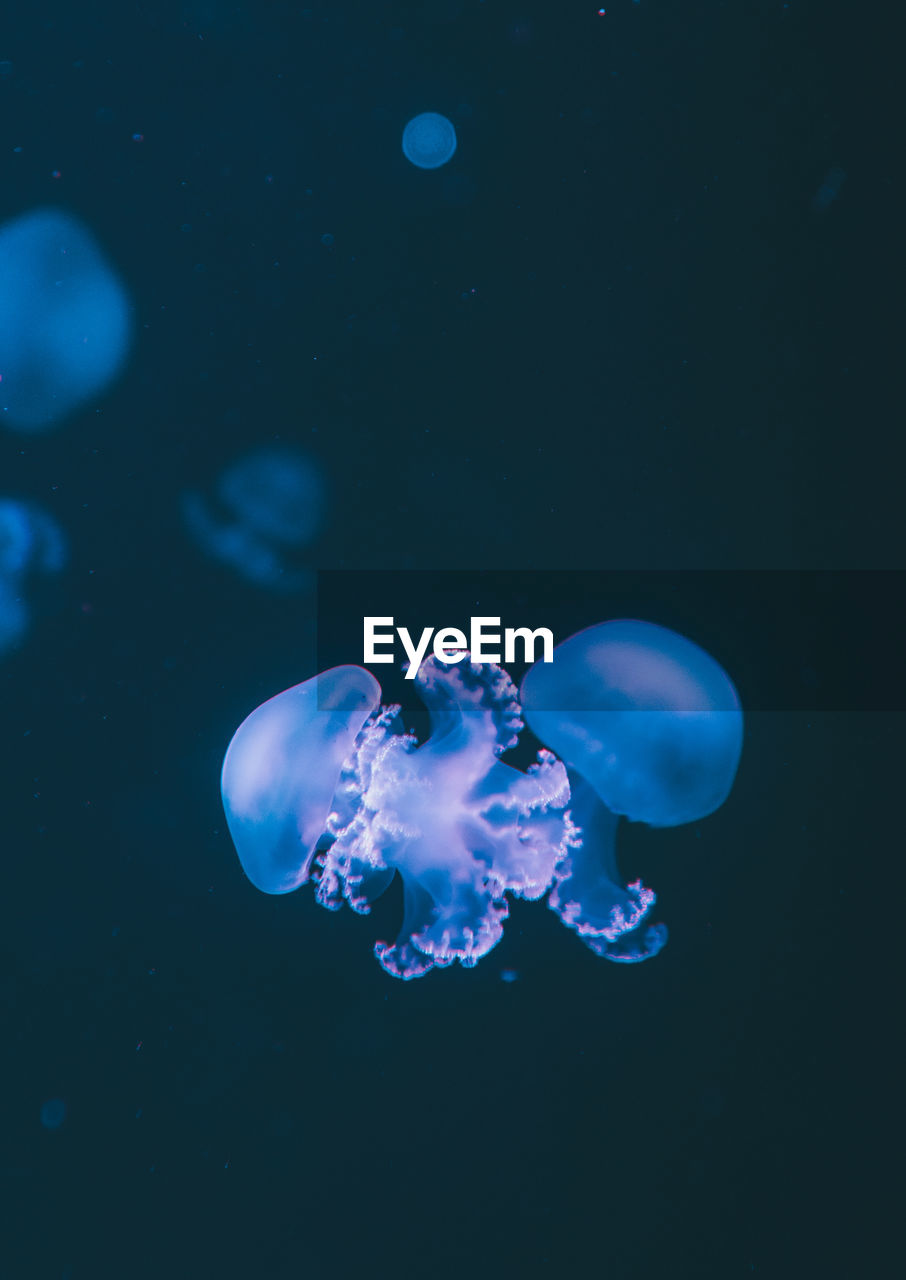 Close-up of jellyfishes swimming in sea