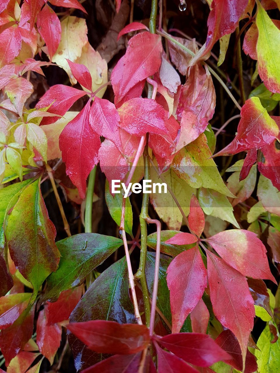 CLOSE-UP OF RED FLOWERING PLANTS