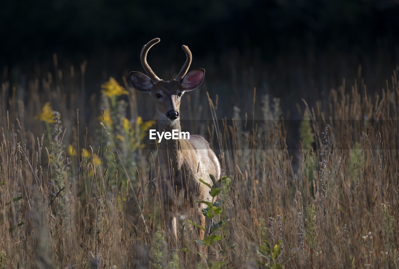 VIEW OF DEER ON GRASS