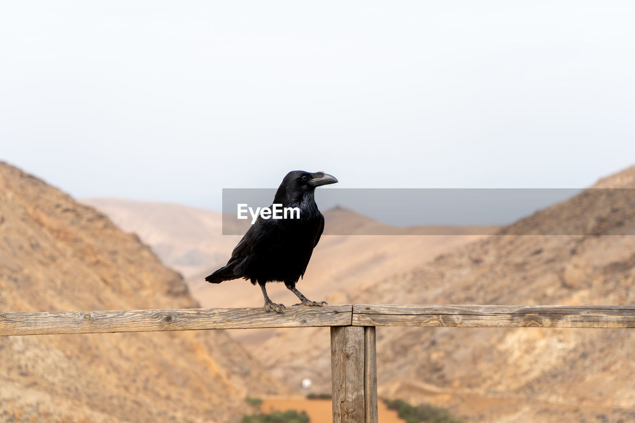 Crow perching on a mountain against sky