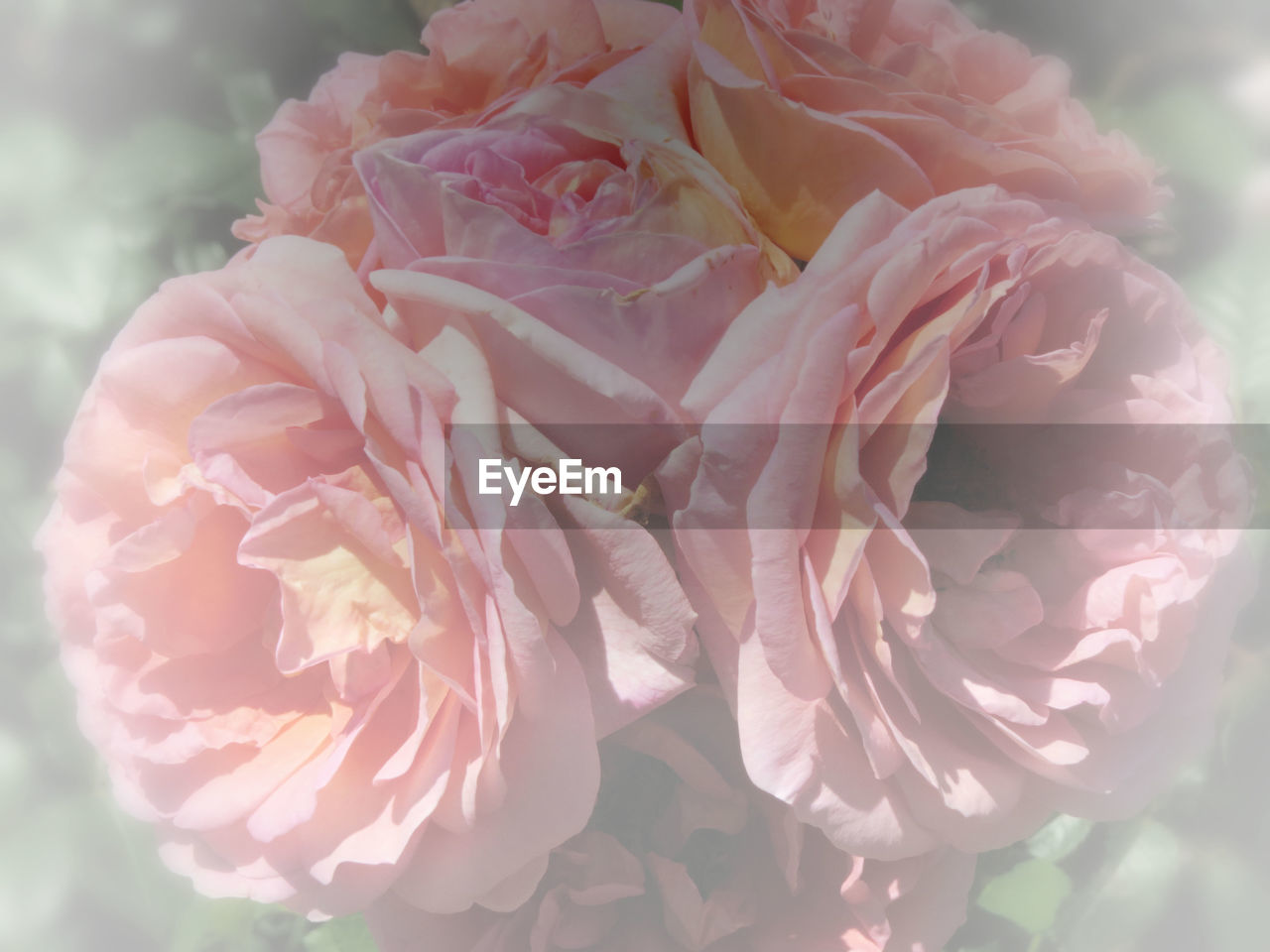 CLOSE-UP OF FRESH PINK ROSES BLOOMING OUTDOORS