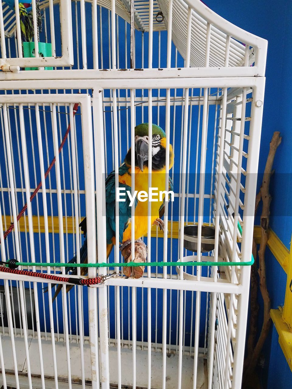 Close-up of parakeet in cage at home