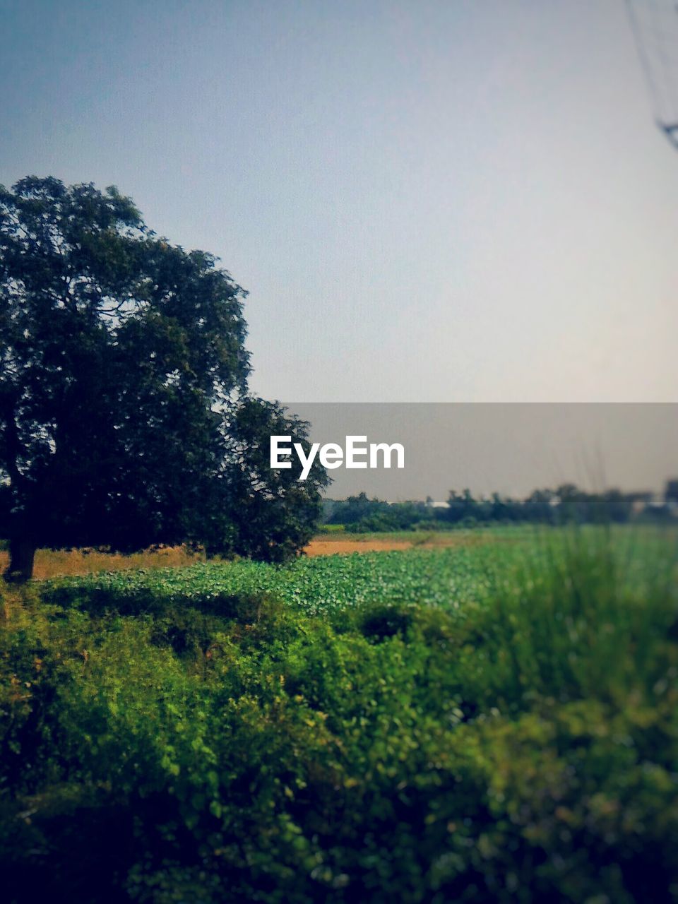 SCENIC VIEW OF GREEN FIELD AGAINST CLEAR SKY