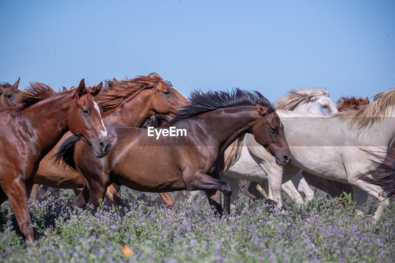 horse on field against clear sky