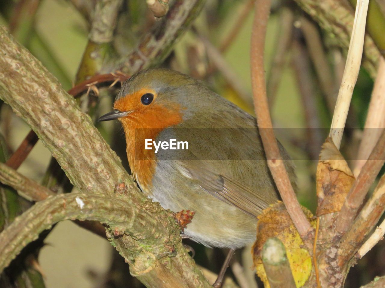 CLOSE-UP OF A BIRD PERCHING ON BRANCH