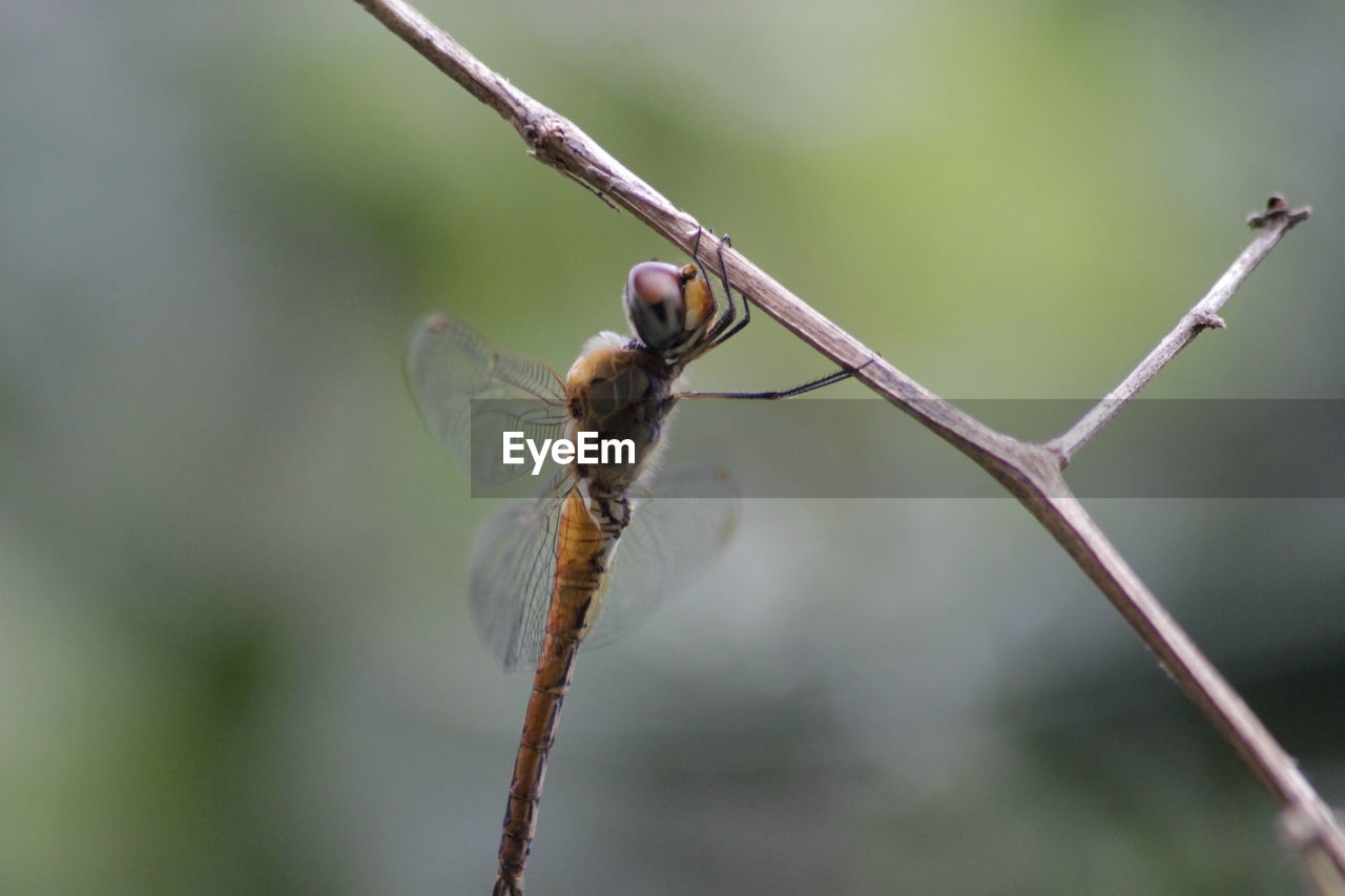 CLOSE-UP OF DRAGONFLY