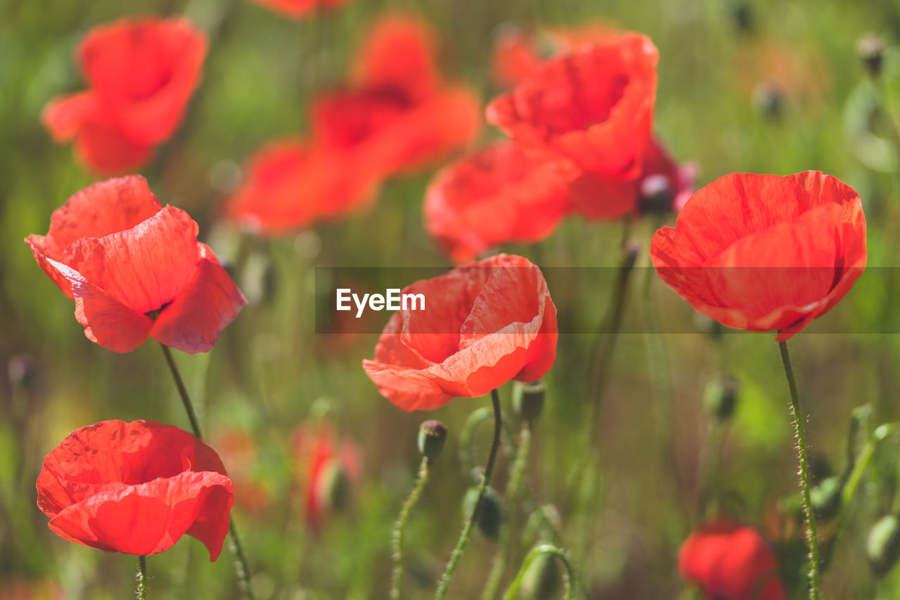 Close-up of red poppy flowers on field