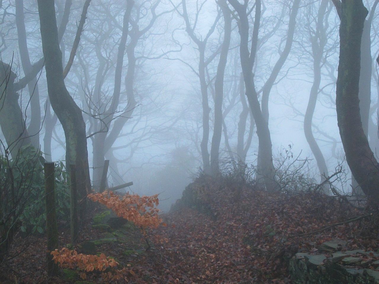 Trees in forest