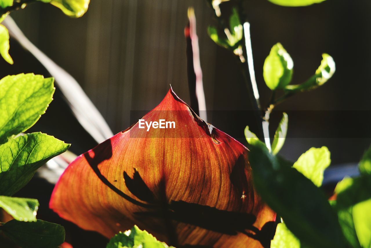 Close-up of day lily blooming outdoors