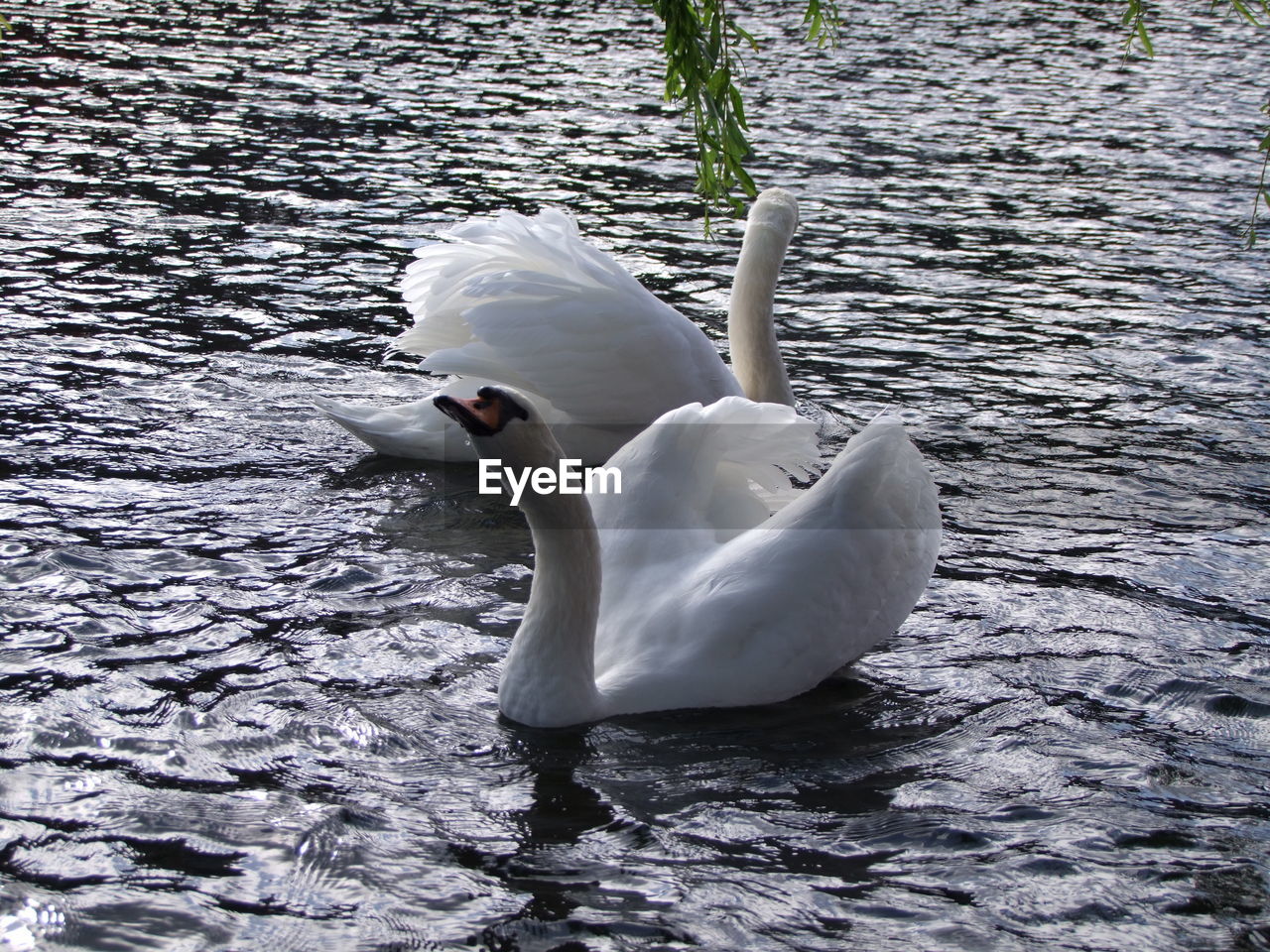 SWAN IN LAKE