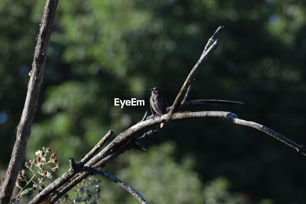 CLOSE-UP OF BIRD PERCHING ON TREE